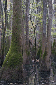 River swamp with cedar and tupelo trees